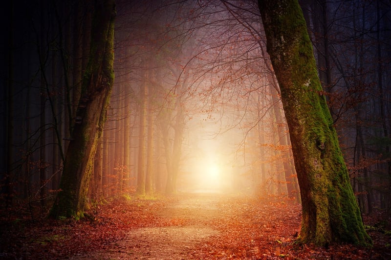 Fantasy Forest